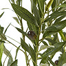 close up image of faux olives and leaves of apulia olive tree