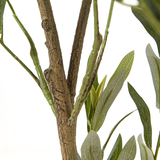 close up image of branches of apulia olive tree