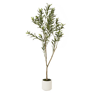 image cut out on a white background of tall apulia olive tree in a white pot