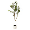 image cut out on a white background of tall apulia olive tree in a white pot