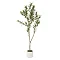 image cut out on a white background of tall apulia olive tree in a white pot