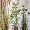Bamboo small 2
