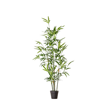 Bamboo small 2
