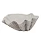 Shell image 1 