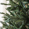 close up on branches of lush green spruce tree