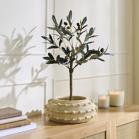 olive tree small