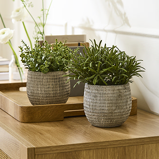 Home Accessories Set of 2 Rosemary Plants in Ceramic Pots main image