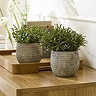 Home Accessories Set of 2 Rosemary Plants in Ceramic Pots main image