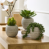 Home Accessories Set of 3 Succulents in Ceramic Pots main image