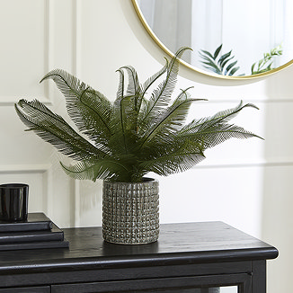 Home Accessories Wide Fern in Ceramic Pot main image