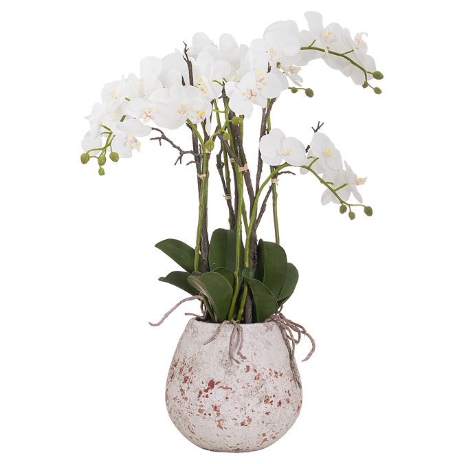image cut out on white background of white orchid in stone pot with roots