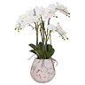 image cut out on white background of white orchid in stone pot with roots