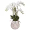 image cut out on white background of white orchid in stone pot with roots