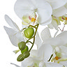 close up on faux white orchid plant leaves