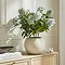 Green Hydrangea Plant in Pot Lifestyle