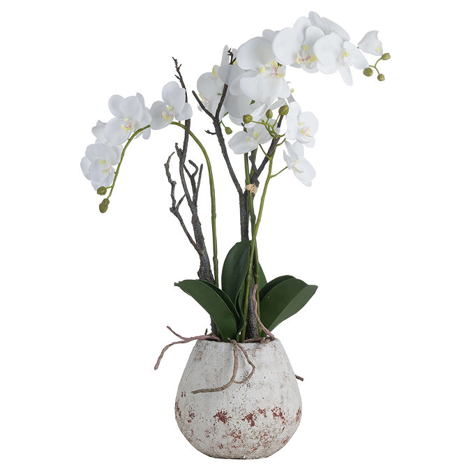 image cut out on white background of orchid in white stone pot