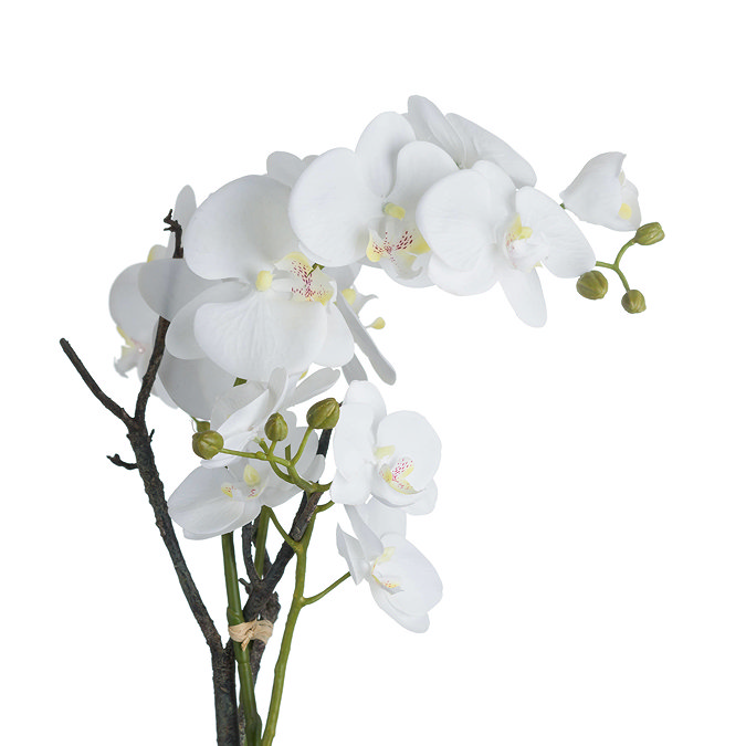 close up on white orchid plant with green berries