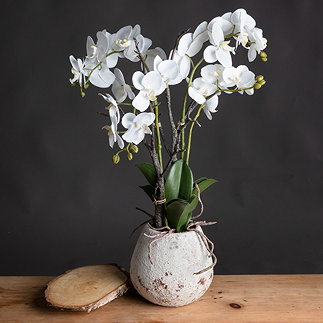 image of small orchid plant in white stone pot on an oak table in front of a plain dark grey wall