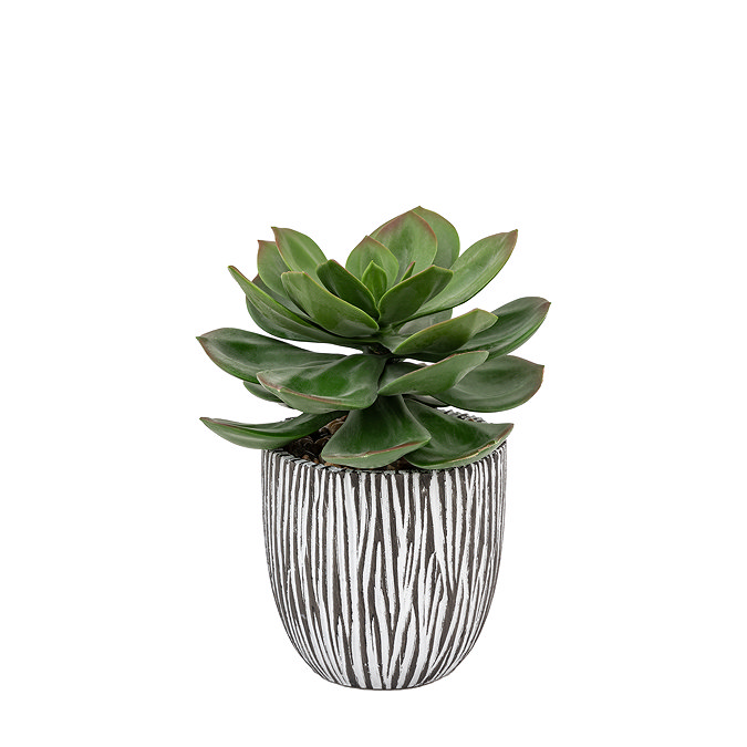 potted 3
