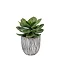 potted 3
