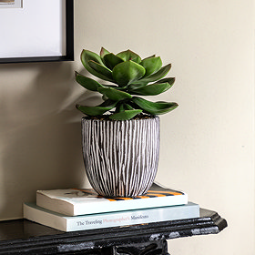 potted main