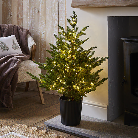 pre-lit small forest fir tree in a pot on the hearth, with 300 small LEDs creating a cosy glow