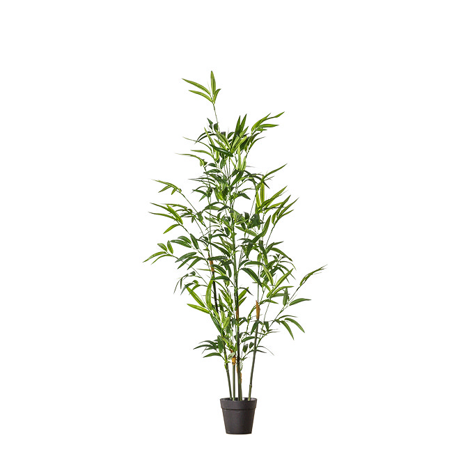 small bamboo
