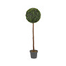 image cut out on white background of 120cm tall ball topiary tree in black pot