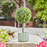image of 35cm topiary tree in green ceramic pot on a stone step outside