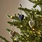 small wooden heart decorations hanging on branches of a lit christmas tree